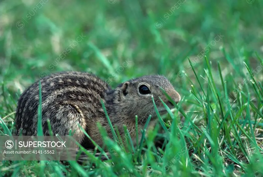 thirteen-lined ground squirrel citellus tridecemlineatus north america 