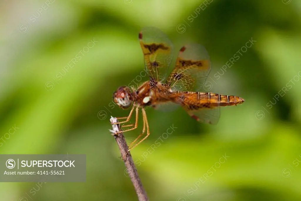 Eastern Amberwing Dragonfly (Perithemis Tenera) Perched On Twig In Prairie Meadow With Blurred-Out Wild Bergamot (Purple); Female; Elgin, Illinois, Usa