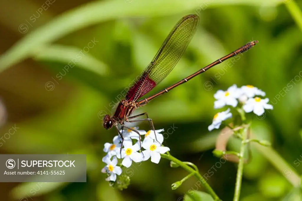 American Rubyspot Damselfly (Hetaerina Americana) At Rest On Blue Forget-Me-Not Blossoms A Few Inches Above Water Of Ferson Creek; St. Charles, Illinois, Usa