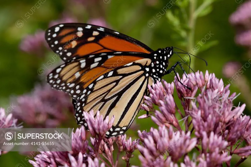 Monarch Butterfly (Danaus Plexippus) Nectaring On Eastern Joe-Pye-Weed (Upatoriadelphus Dubius); North Guilford, Connecticut, Usa (Unposed, Wild & Free)