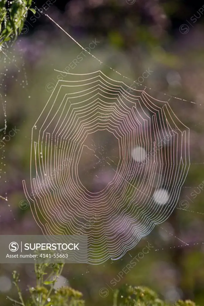 Dew-Wet Web Of An Orb Weaver Spider (Sp) In A Meadow, Early Morning; North Guilford, Connecticut, Usa