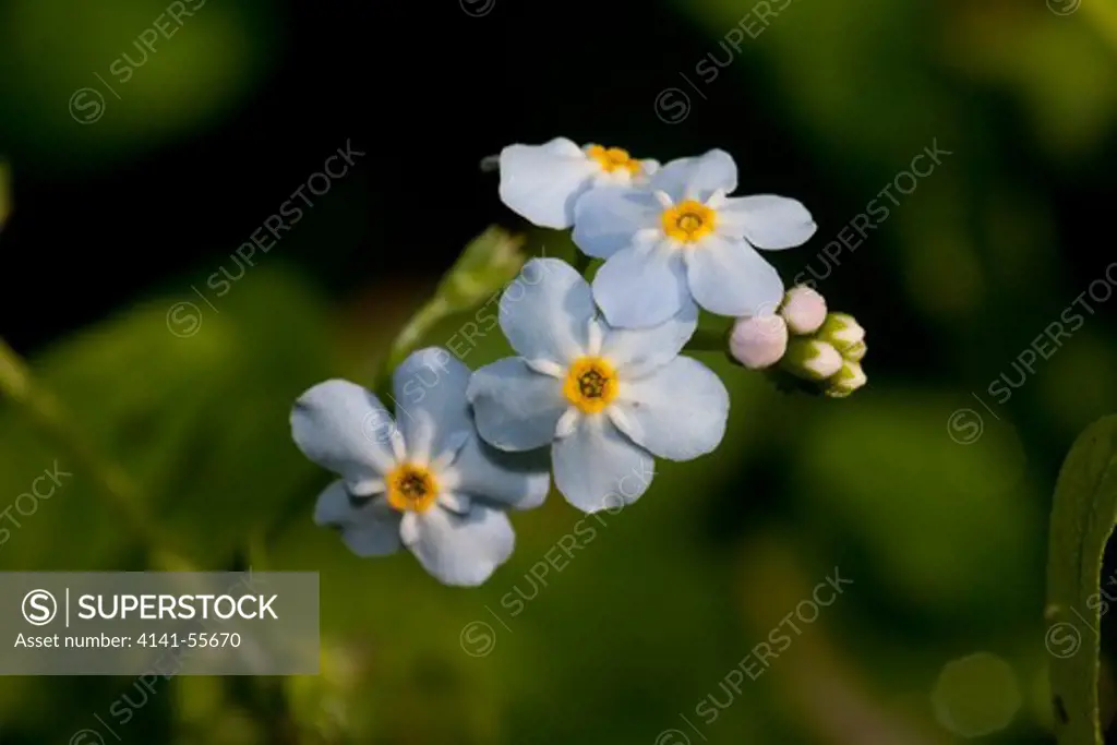 Forget-Me-Not Blossoms In Wetland; St. Charles, Illinois, Usa