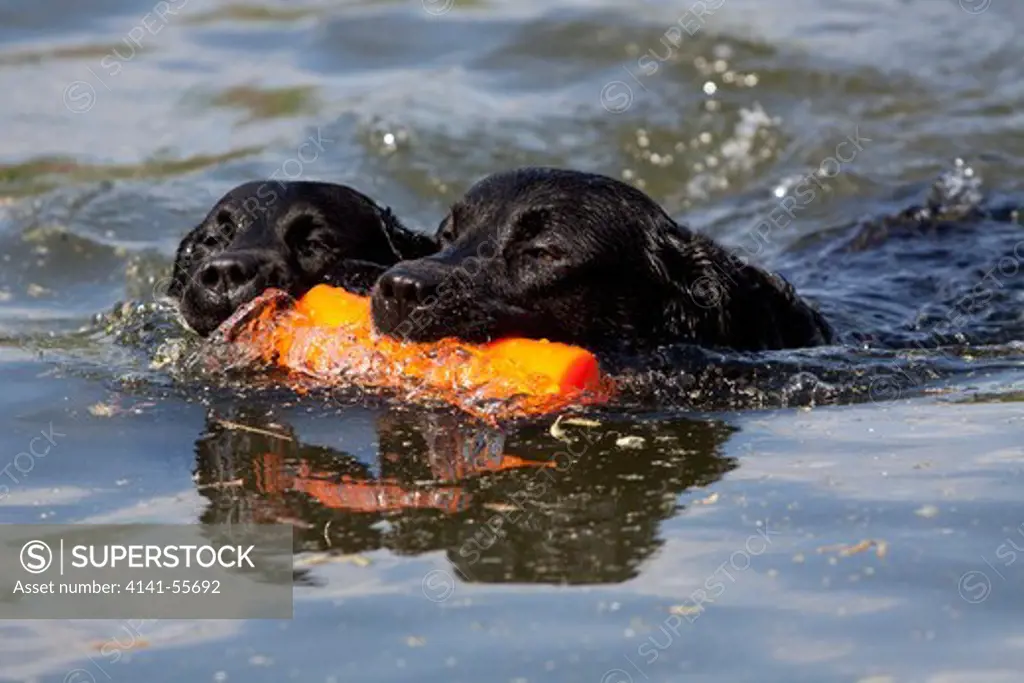 Labrador Retrievers Sharing Retrieve Of Orange Bumper In Pond During Training Exercise; Hebron, Illinois, Usa (Gw)