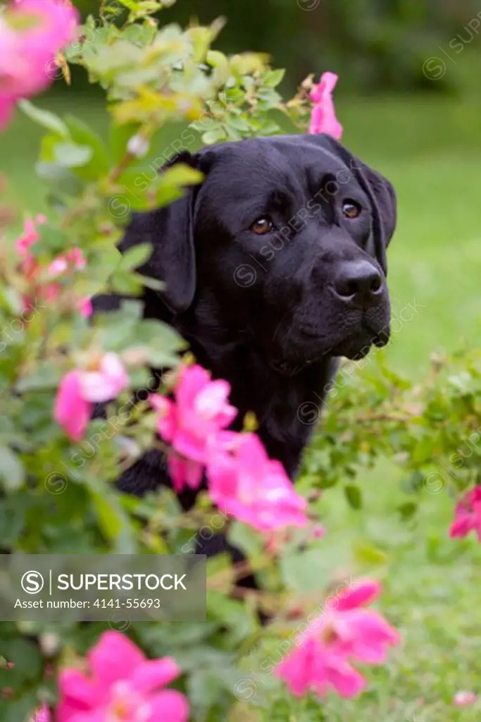 Black Labrador Retriever Portrait Amid Tree Roses; La Fox, Illinois, Usa (Gj)