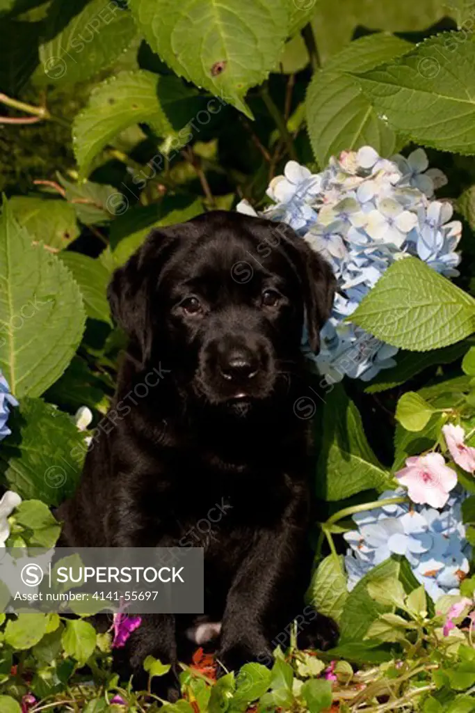 Portrait Of Black Labrador Retriever Pup With Hydrangea, Etc; Norwich, Connecticut, Usa (Gt)