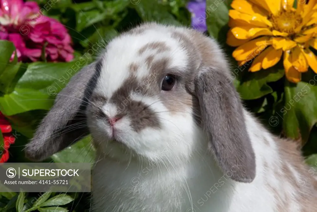 Portrait Of Holland Lop Rabbit Among Flowers; Torrington, Connecticut, Usa (Jg)