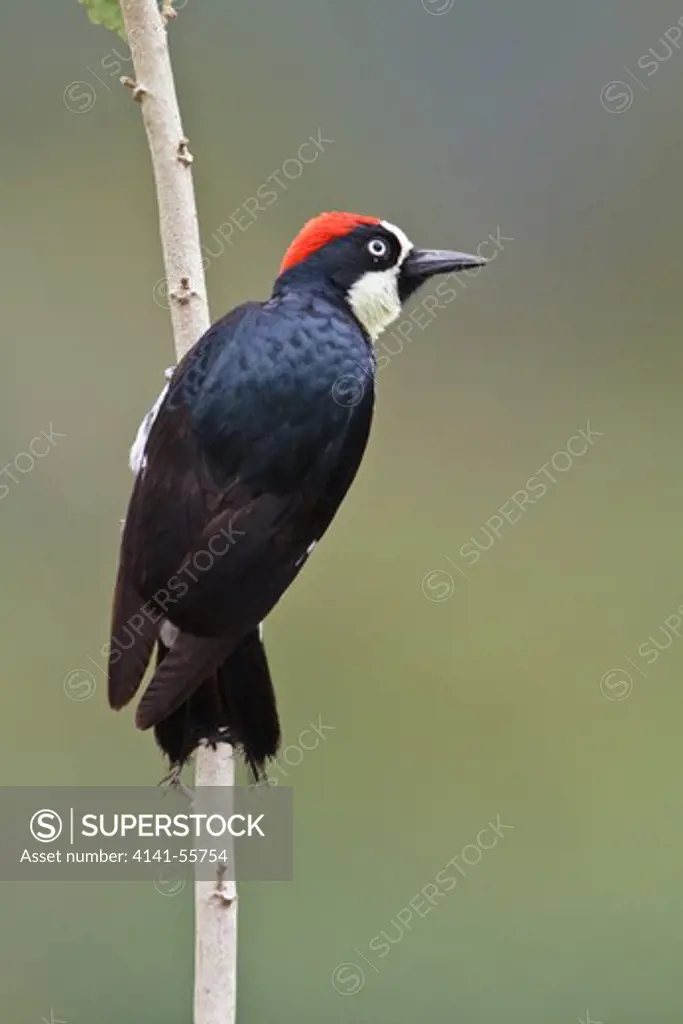 Acorn Woodpecker (Melanerpes Formicivorus) Perched On A Branch In Costa Rica.