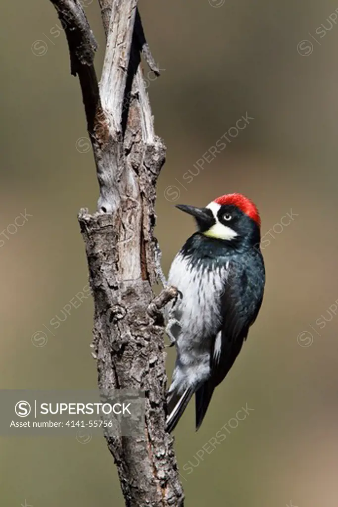 Acorn Woodpecker (Melanerpes Formicivorus) Perched On A Branch Near The Bosque Del Apache Wildlife Refuge Near Socorro, New Mexico, Usa.