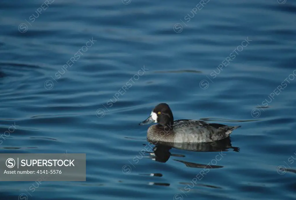 lesser scaup female aythya affinis on water north america