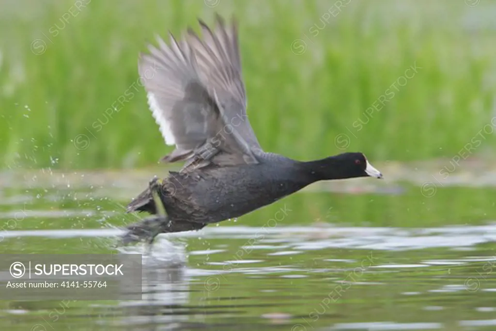 American Coot (Fulica Americana) Swimming On A Pond In The Okanagan Valley, Bc, Canada.