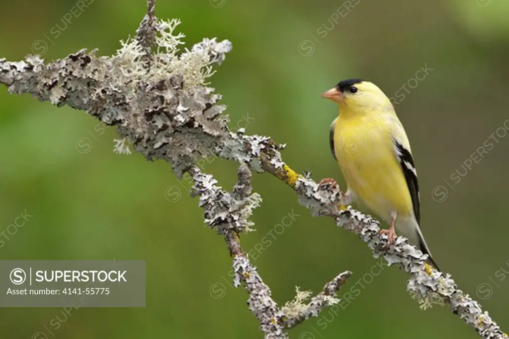 American Goldfinch (Carduelis Tristis) Perched On A Branch In The Okanagan Valley, Bc, Canada.