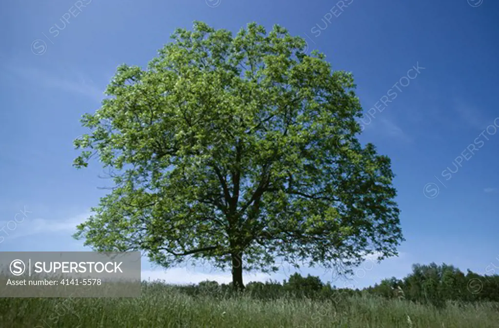 black walnut tree juglans nigra north america