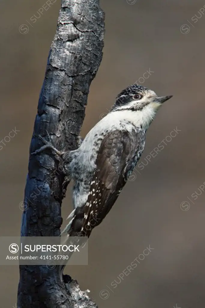 American Three-Toed Woodpecker (Picoides Dorsalis) Perched On A Burned Tree Trunk In Manitoba, Canada.