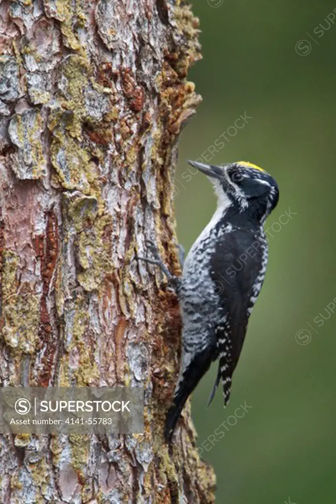 American Three-Toed Woodpecker (Picoides Dorsalis) Perched On A Branch In The Okanagan Valley, Bc, Canada.
