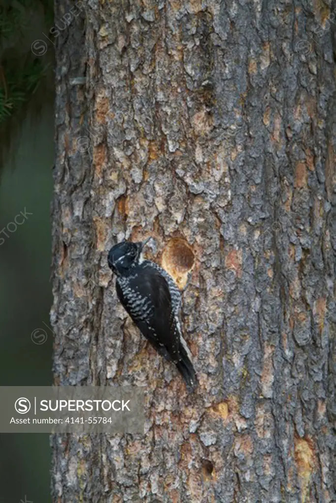 American Three-Toed Woodpecker (Picoides Dorsalis) Perched On A Branch In The Okanagan Valley, Bc, Canada.