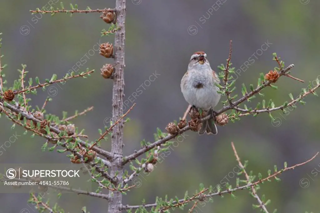 American Tree Sparrow (Spizella Arborea) Perched On A Branch In Churchill, Manitoba, Canada.