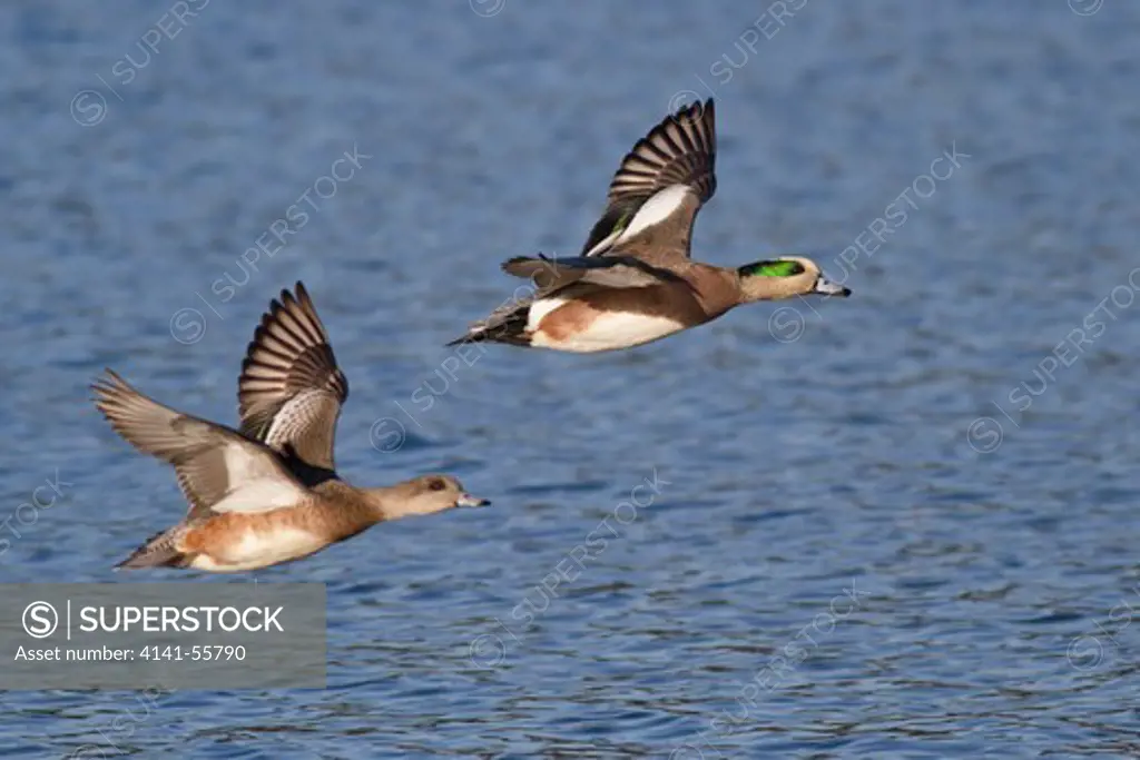 American Wigeon (Anas Americana) Flying In Victoria, Bc, Canada.