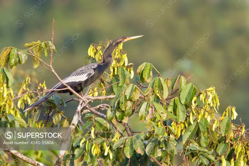 Anhinga (Anhinga Anhinga) Perched On A Branch In Ecuador.
