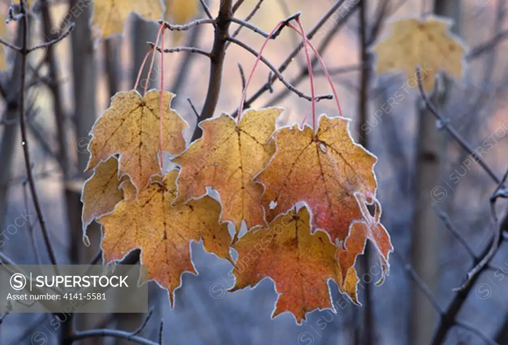frost on leaves of sugar maple acer saccharum