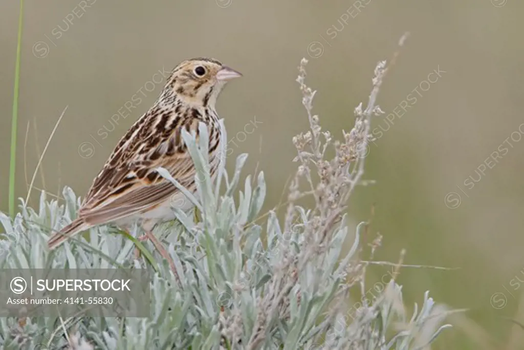 Baird'S Sparrow (Ammodramus Bairdii) Perched On Sagebrush In Saskatchewan, Canada.