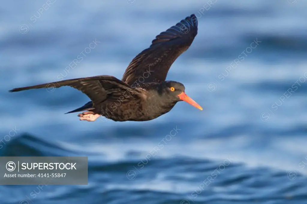 Black Oystercatcher (Haematopus Bachmani) Flying In Victoria, Bc, Canada.