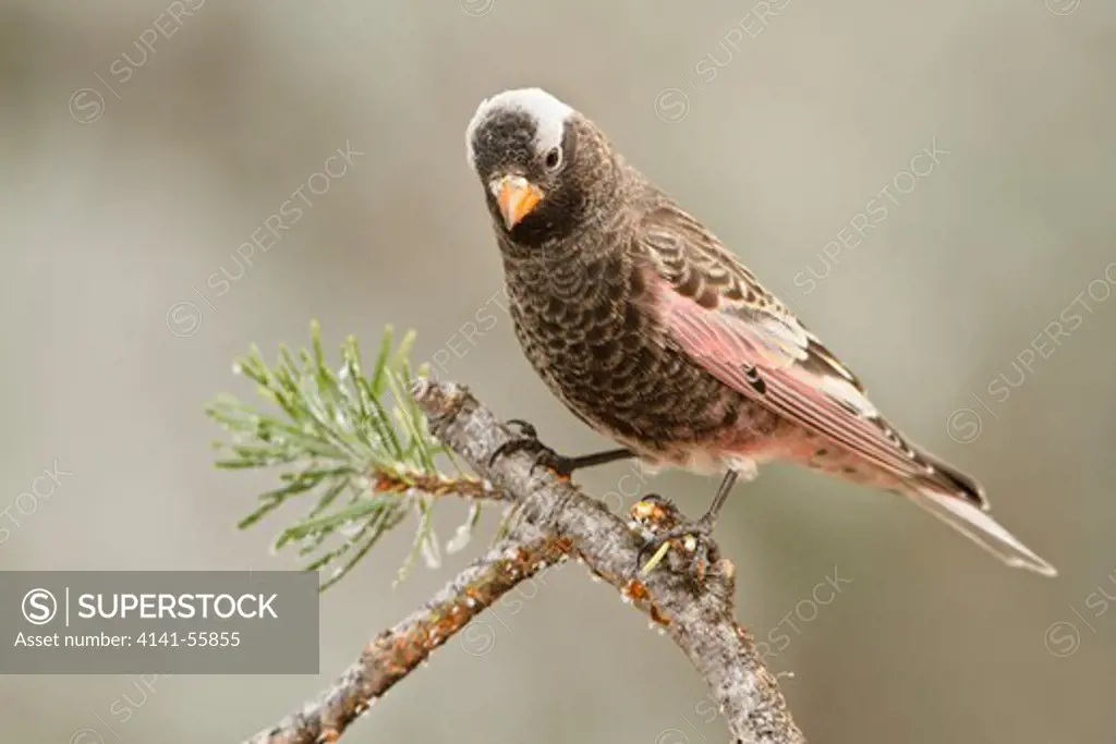 Black Rosy Finch (Leucosticte Atrata) Perched On A Branch At The Sandia Crest Near Albuquerque, New Mexico, Usa.