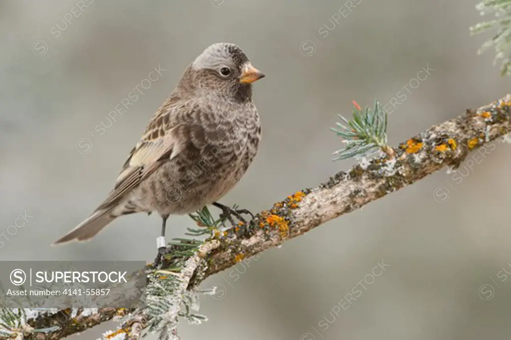 Black Rosy Finch (Leucosticte Atrata) Perched On A Branch At The Sandia Crest Near Albuquerque, New Mexico, Usa.