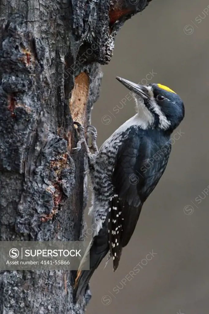 Black-Backed Woodpecker (Picoides Arcticus)  Perched On A Burned Tree Trunk In Manitoba, Canada.