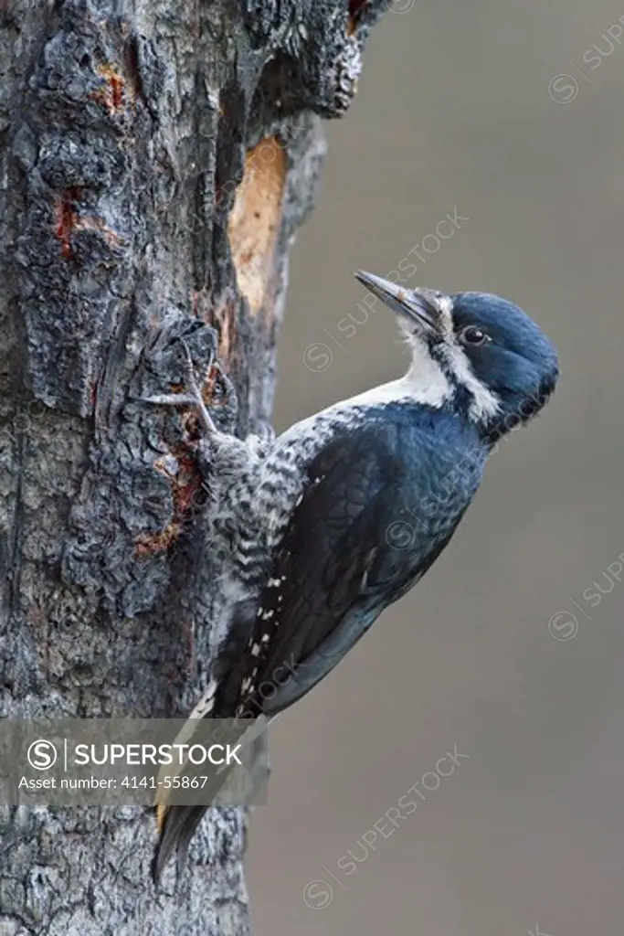 Black-Backed Woodpecker (Picoides Arcticus)  Perched On A Burned Tree Trunk In Manitoba, Canada.