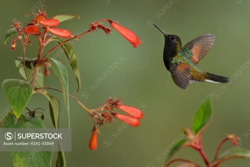 Black-Bellied Hummingbird (Eupherusa Nigriventris) Flying And Feeding At A Flower In Costa Rica.