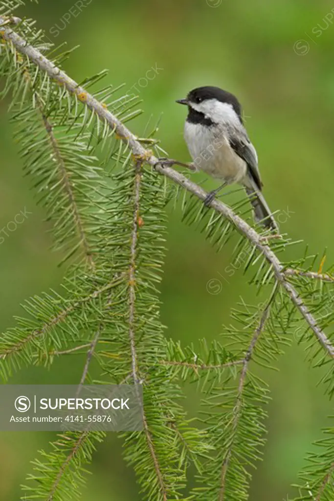 Black-Capped Chickadee (Poecile Atricapillus) Perched On A Branch In The Okanagan Valley, Bc, Canada.