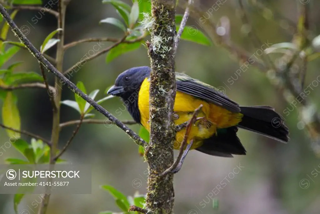 Black-Chested Mountain-Tanager (Buthraupis Eximia) Perched On A Branch In Ecuador.