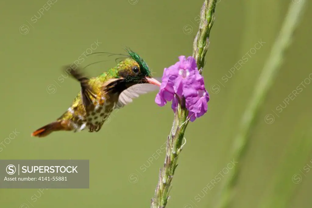 Black-Crested Coquette (Lophornis Helenae) Flying And Feeding At A Flower In Costa Rica.