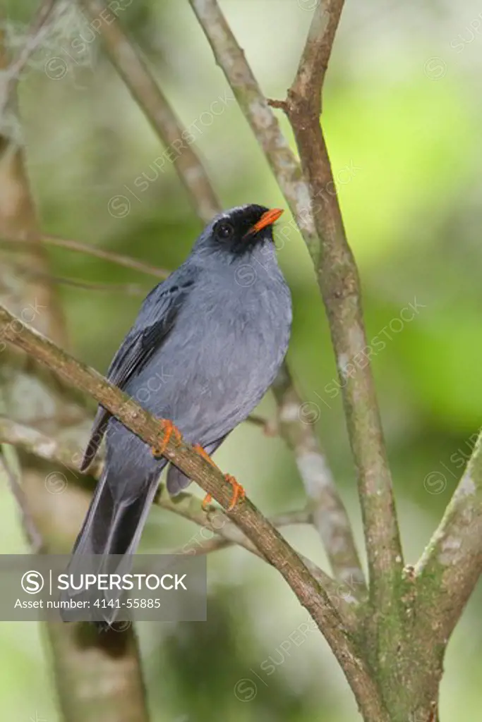 Black-Faced Solitaire (Myadestes Melanops) Perched On A Branch In Costa Rica.