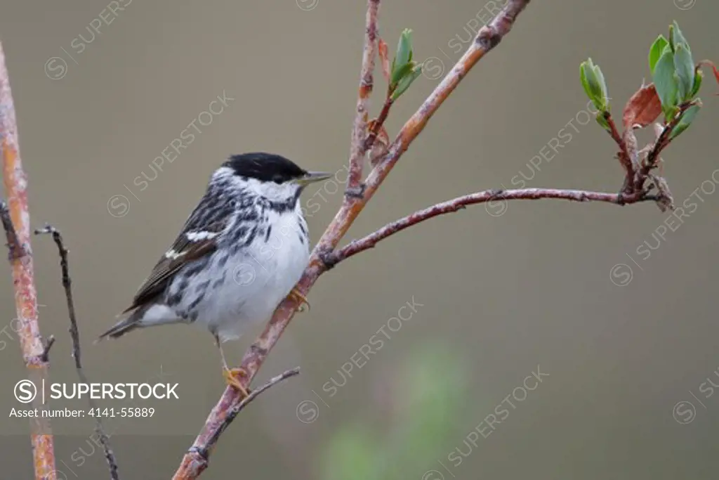 Blackpoll Warbler (Dendroica Striata) Perched On A Branch In Churchill, Manitoba, Canada.
