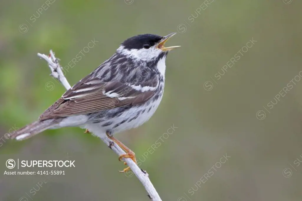 Blackpoll Warbler (Dendroica Striata) Perched On A Branch In Churchill, Manitoba, Canada.