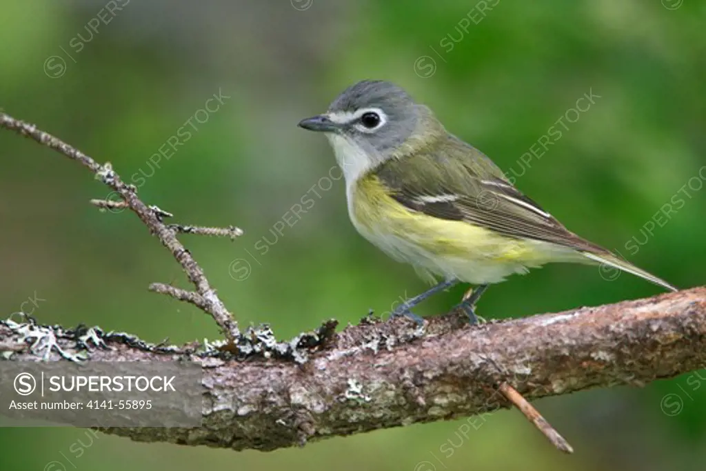 Blue-Headed Vireo (Vireo Solitarius) Perched On A Branch In Newfoundland, Canada.