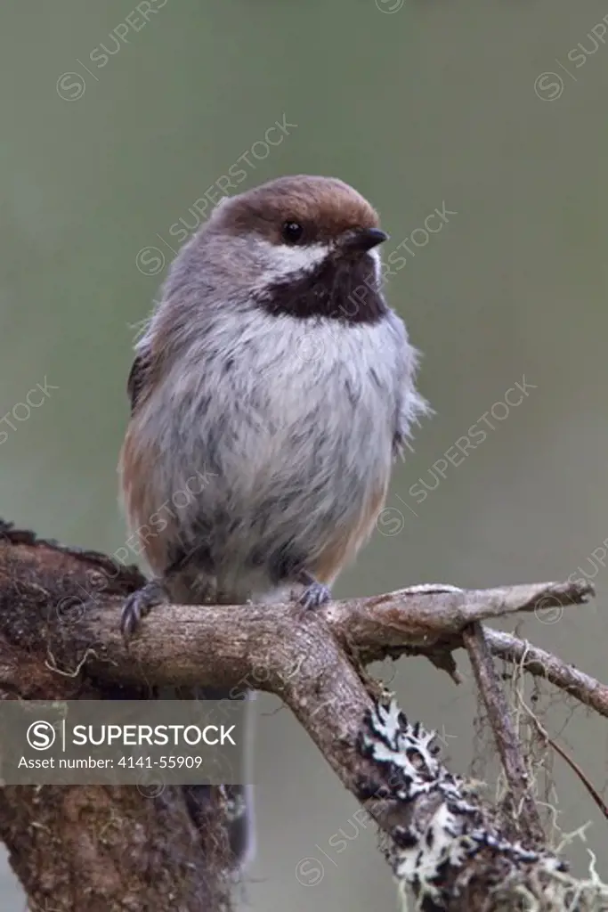 Boreal Chickadee (Poecile Hudsonicus) Perched On A Branch In Manitoba, Canada.