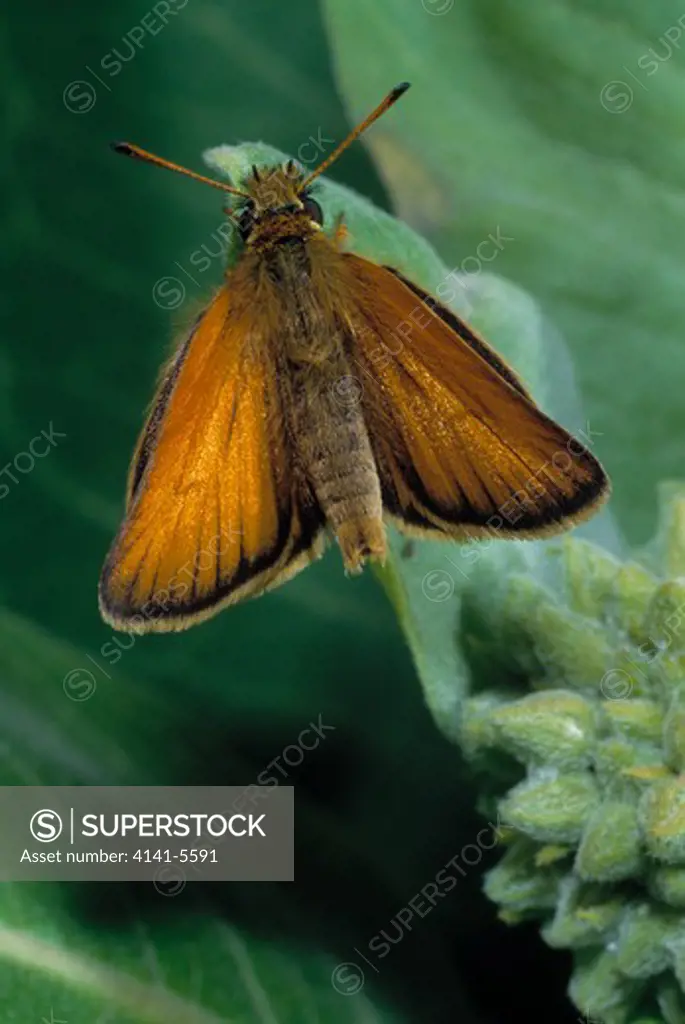 essex skipper butterfly thymelicus lineola on vegetation, wings open 
