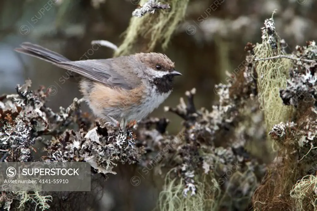 Boreal Chickadee (Poecile Hudsonicus) Perched On A Branch In Newfoundland, Canada.