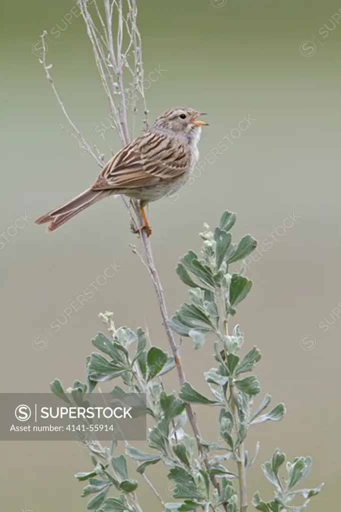 Brewer'S Sparrow (Spizella Breweri) Perched On A Branch In The Okanagan Valley, Bc, Canada.