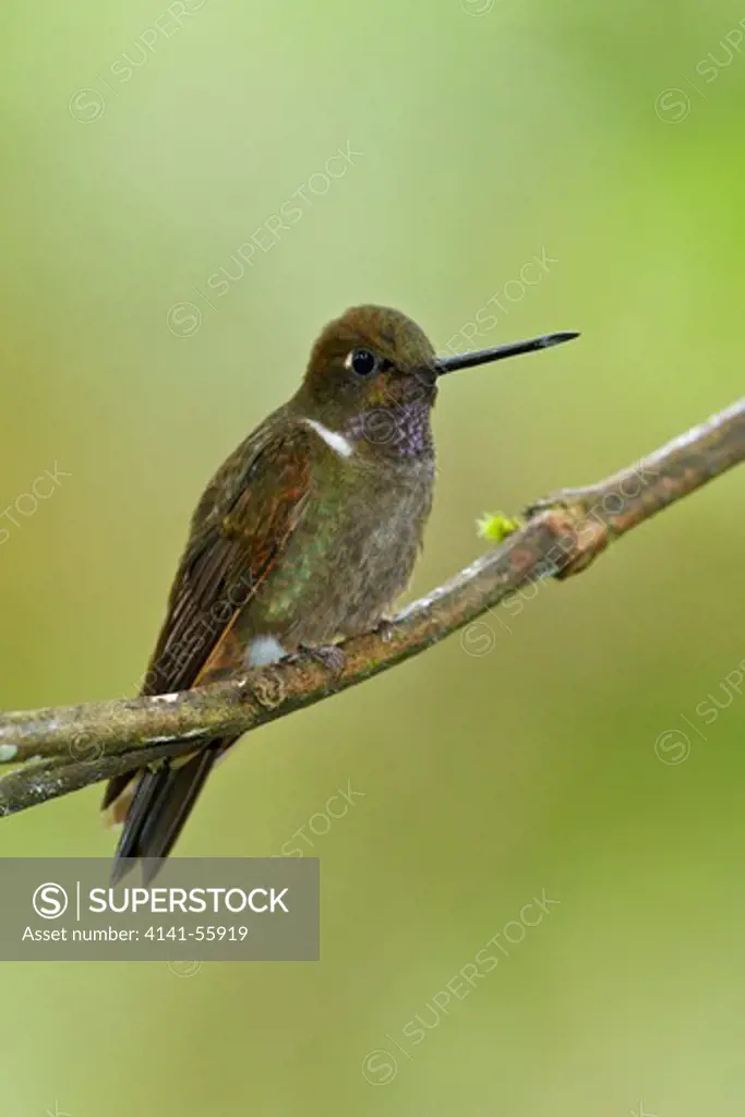 Brown Inca Hummingbird (Coeligena Wilsoni) Perched On A Branch In Ecuador.