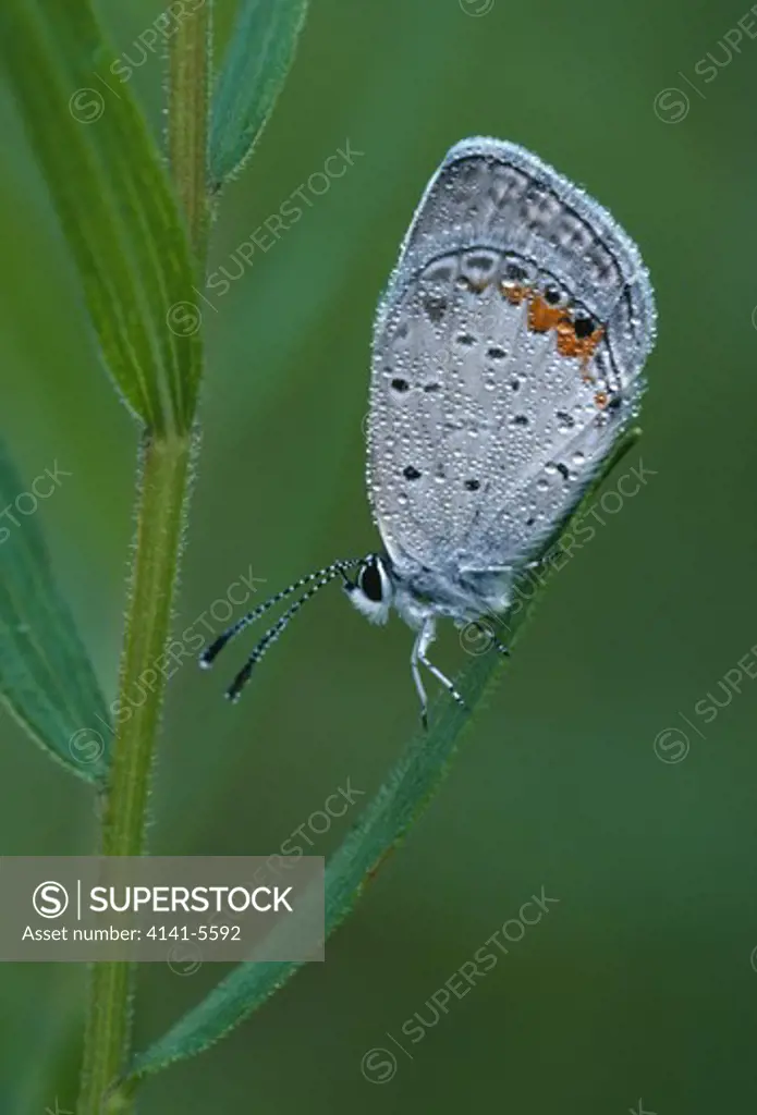 eastern tailed blue butterfly everes comyntas covered in dew. michigan, usa.