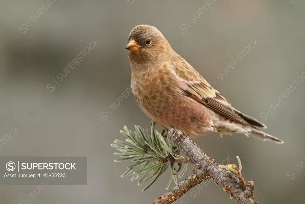 Brown-Capped Rosy Finch (Leucosticte Australis) Perched On A Branch At The Sandia Crest Near Albuquerque, New Mexico, Usa.