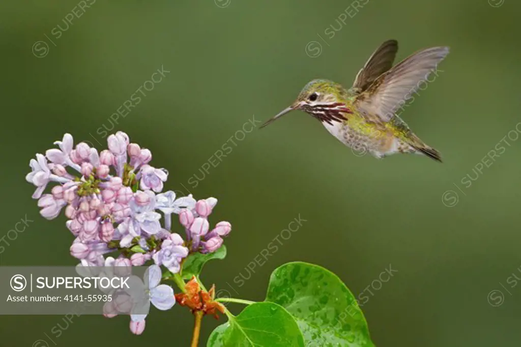 Calliope Hummingbird (Stellula Calliope) In Flight In British Columbia, Canada.