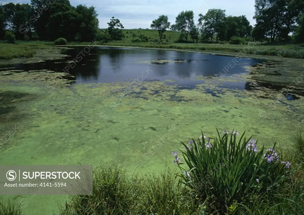 lake in summer with heavy growth of alga & duckweed showing eutrophication 