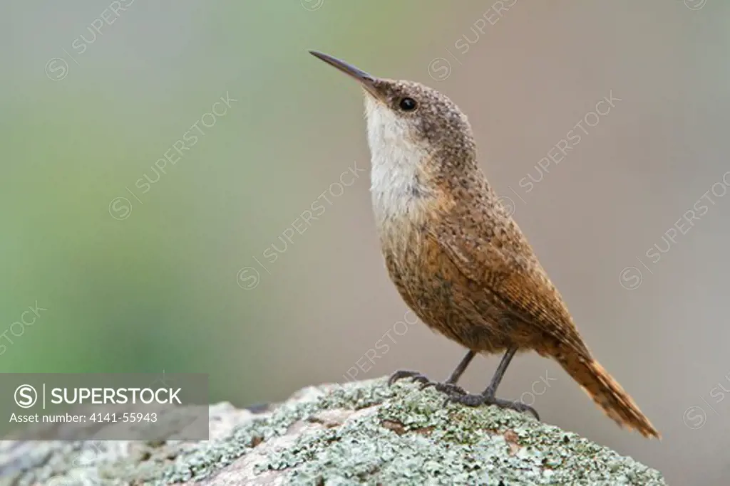Canyon Wren (Catherpes Mexicanus) Perched On A Rock In British Columbia, Canada.