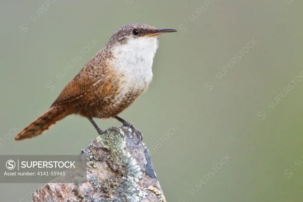 Canyon Wren (Catherpes Mexicanus) Perched On A Rock In British Columbia, Canada.