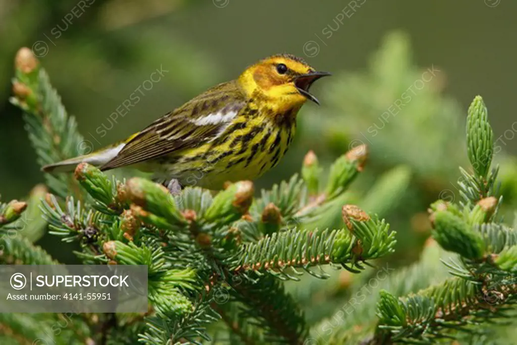 Cape May Warbler (Dendroica Tigrina) Perched On A Branch In Manitoba, Canada.