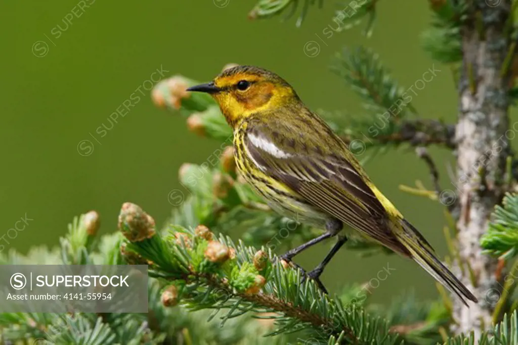 Cape May Warbler (Dendroica Tigrina) Perched On A Branch In Manitoba, Canada.